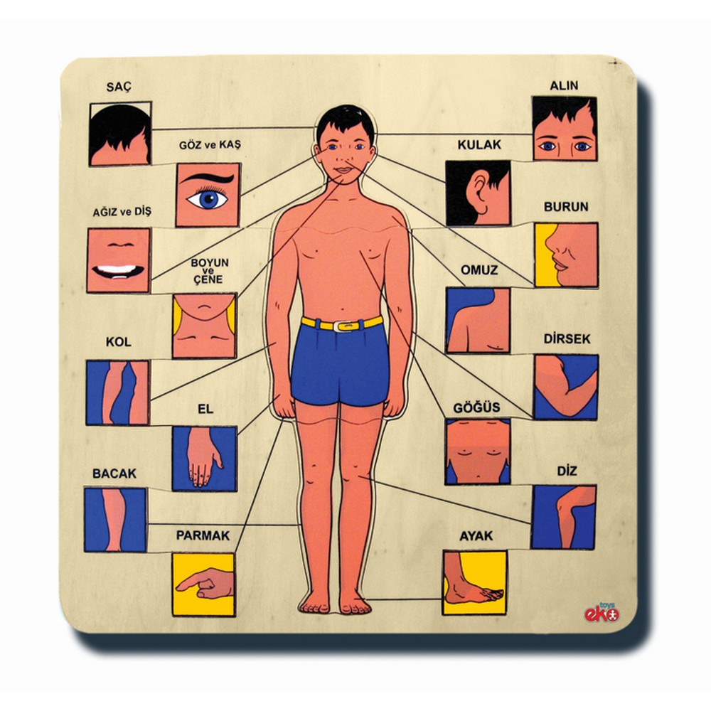 Vücudumuz Ahşap Puzzle